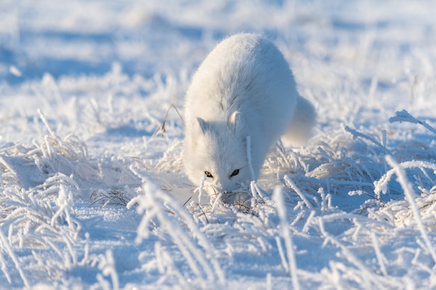 Wilde poolvos (Vulpes Lagopus) in toendra in de winter. Witte poolvos.