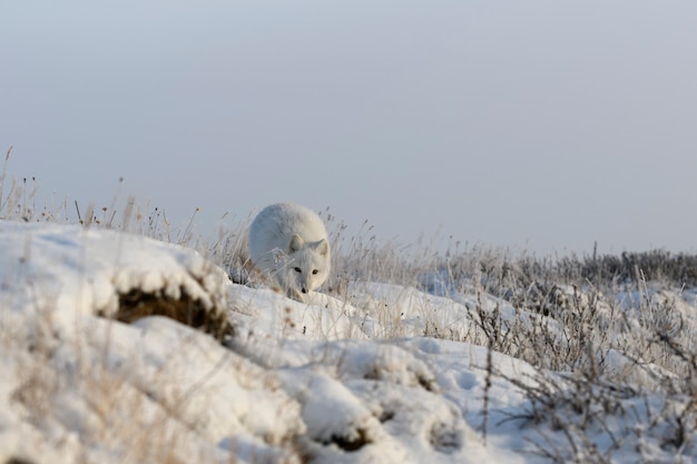 Wilde poolvos (vulpes lagopus) in toendra in de winter.