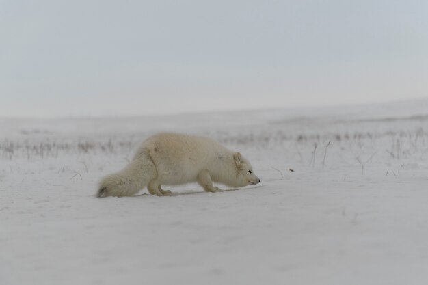 Wilde poolvos (Vulpes Lagopus) in toendra in de winter.