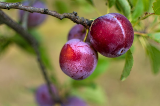 Wilde pruimenboom in een boomgaard in Frankrijk in de zomer Blauwe en violette pruimen in de tuin prunus domestica