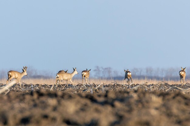 Wilde reeën in een veld, lentetijd