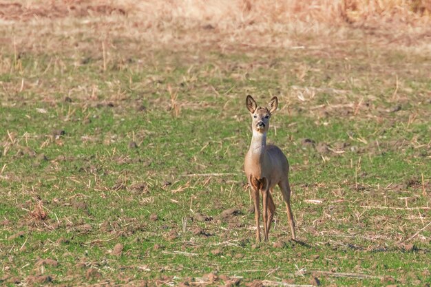 Wilde reeën in een veld, lentetijd