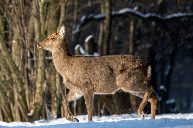 Wilde reeën in het winterbos in het wild