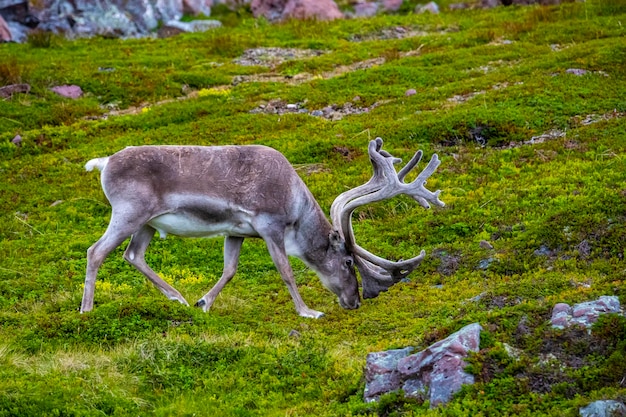 wilde rendieren grazen op gras in het hoge noorden van noorwegen, nabij nordcap, rendieren in het noordpoolgebied