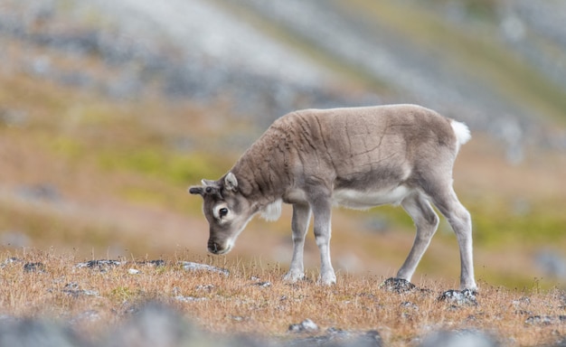 Wilde rendierwelp in Svalbard-toendra