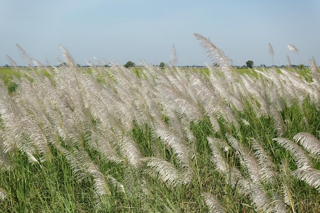 Foto wilde rietbloemenvelden verlicht door zonlicht of saccharum spontaneum