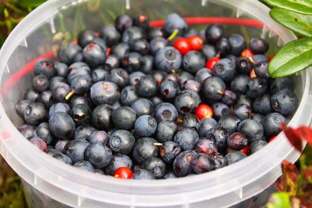 Wilde rijpe bosbes en cranberry in plastic kom in zomerbos.