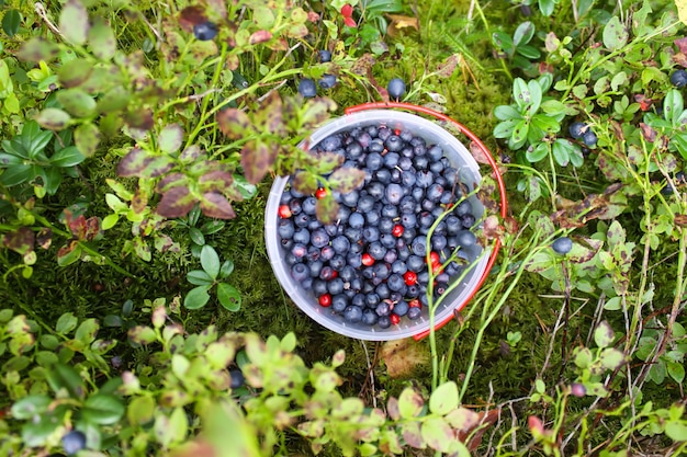 Wilde rijpe bosbes en cranberry in plastic kom in zomerbos.