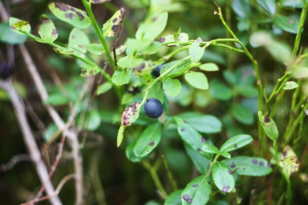 Wilde rijpe bosbes in de zomerbos.