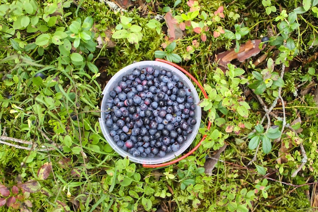 Wilde rijpe bosbes in de zomerbos.