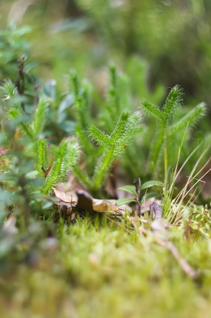 Wilde rijpe bosbes in zomerbos