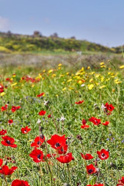 Wilde rode anemoonbloemen bloeien tussen het groene gras in de wei Schitterend lentebloeiend landschap in het reservaat van het nationale park Zuid-Israël