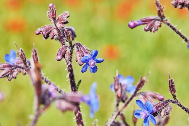 Wilde rode anemoonbloemen en blauwe bloemen bloeien in de lentewoestijn van de negev zuid-israël