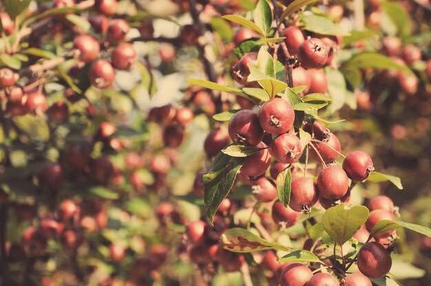 Wilde rode appels op een tak.