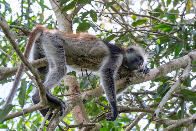 Wilde rode colobus aap zittend op de tak in tropisch woud