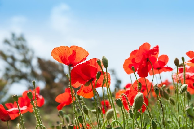 Wilde rode papaver bloemen in een veld. Macrobeeld met kleine scherptediepte