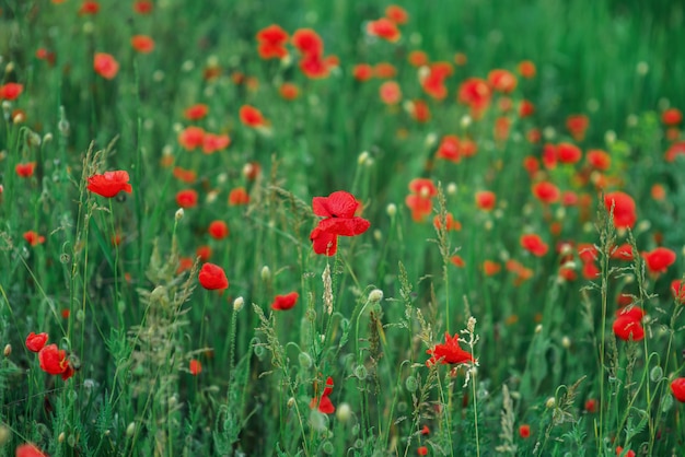 Wilde rode papavers in het veld. Ansichtkaart met lentime rode bloemen. Papaver knoppen. Plaats voor tekst. Achtergrond