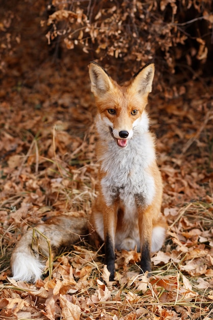 Foto wilde rode vos in het de herfstbos