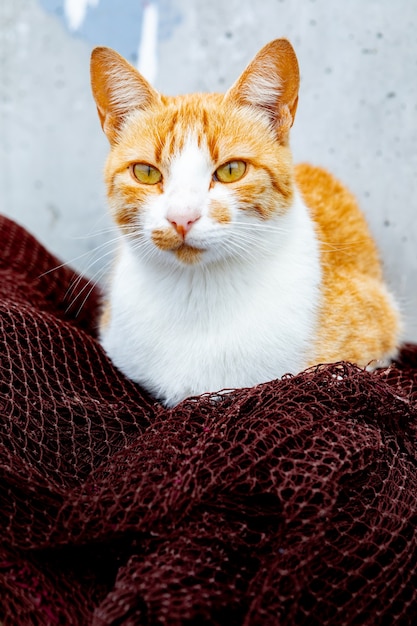 Wilde roodharige kat die op visnetten rust