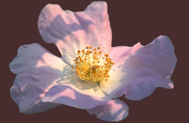 Wilde roos alleen Mei rozenbottel Delicate en fragiele bloem Abstractie Vakantieconcept Plaats voor tekst Kaart Wensen bekentenissen geschenken