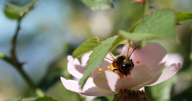 Wilde roos in bloei