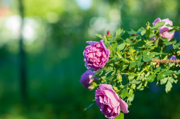 Wilde rozenbottelstruik tussen de levendige groene bladeren Zonnige dag in de tuin Wilde roos in het zonlichttedere roze bloemenstruik bloeiende bloemen op de steeg van het park