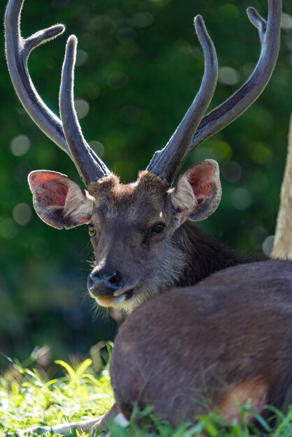 Wilde sambarherten, het wild in het Nationale Park van Khao Yai, Thailand