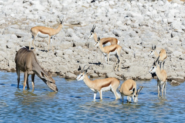 Wilde springbokantilopen in de afrikaanse savanne