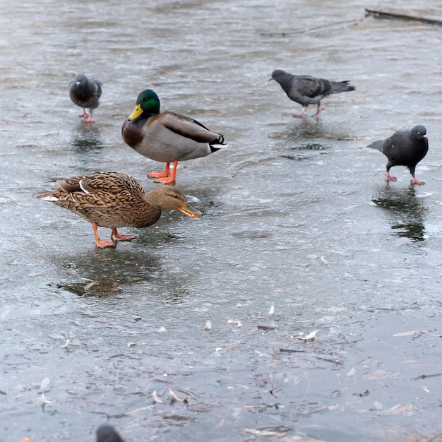 Wilde stadsvogels op een ijskoud meertje