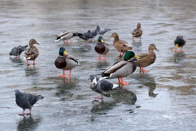 Wilde stadsvogels op een ijskoud meertje