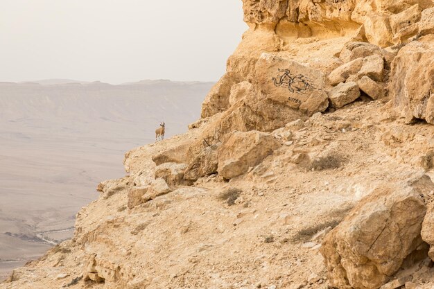 Wilde steenbok op de klif bij ramon crater bij zonsopgang in de negev-woestijn in mitzpe ramon, israël