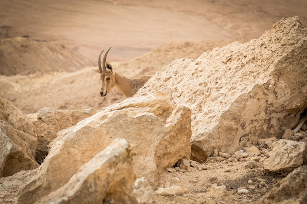 Wilde steenbok op de klif bij Ramon Crater bij zonsopgang in de Negev-woestijn in Mitzpe Ramon, Israël