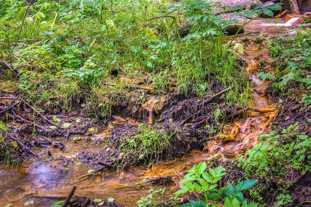 Wilde stroom in bos. Water bevat ijzer