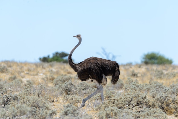 Wilde struisvogel wandelen in de Afrikaanse savanne