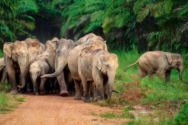 Wilde Thaise olifant in een nationaal park