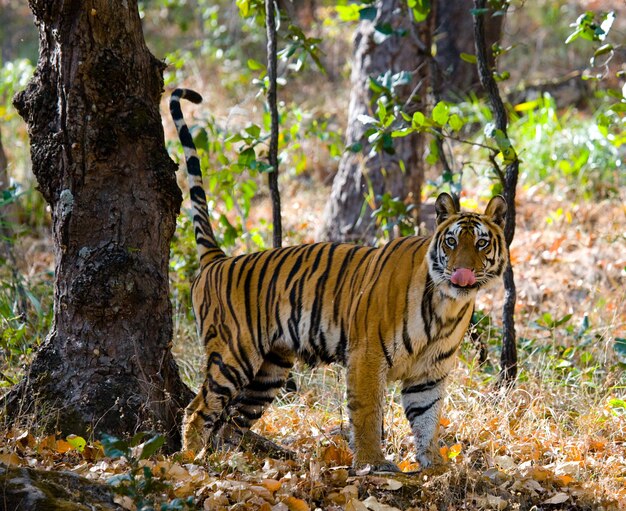 Wilde tijger in de jungle Bandhavgarh National Park in India