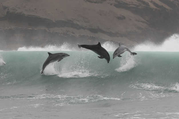 Wilde tuimelaars springen uit de kust van Peru