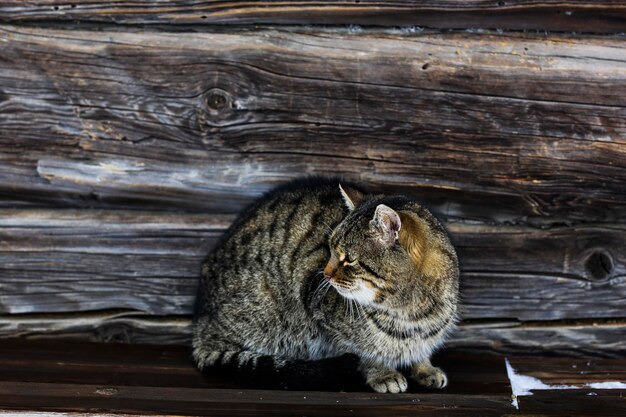 Wilde veelkleurige gestreepte kat Een dakloze kat zit op een houten bank tegen de achtergrond van een oud houten huis Landelijke landschappen landelijke winterfoto's