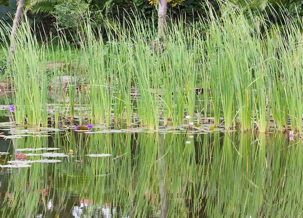 Wilde vijver met waterleliebloemen