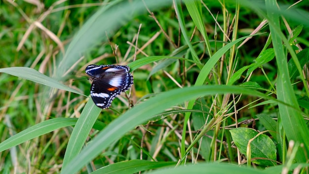 Wilde vlinders in het plantagegebied