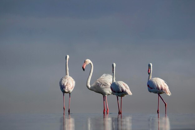 Foto wilde vogels groep vogels van roze afrikaanse flamingo's lopen rond de blauwe lagune op een zonnige