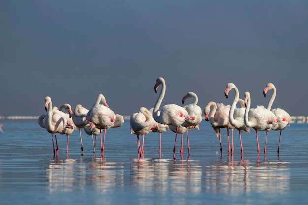 Wilde vogels Groepsvogels van witte Afrikaanse flamingo's die op een zonnige dag rond de blauwe lagune lopen