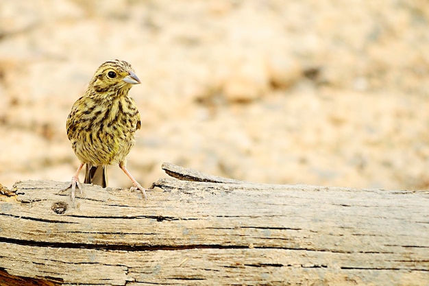 Wilde vogels in hun natuurlijke omgeving vogels in vrijheid