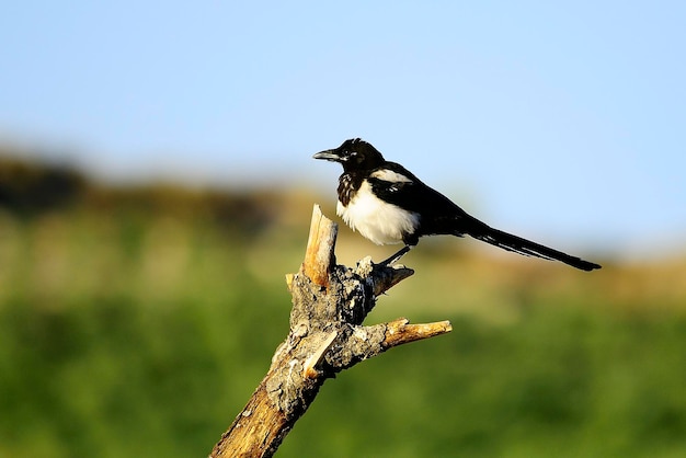 Wilde vogels in hun natuurlijke omgeving vogels in vrijheid