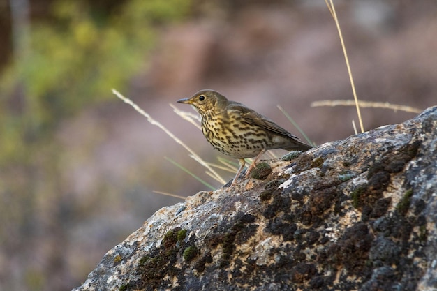 Wilde vogels in hun natuurlijke omgeving vogels in vrijheid