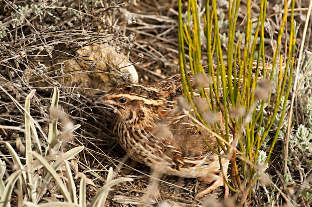 Wilde vogels midden in hun natuurlijke wereld en in vrijheid.