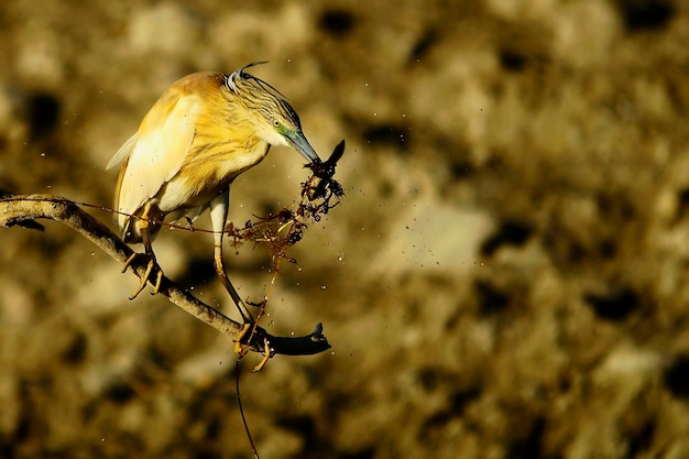 Wilde vogels midden in hun natuurlijke wereld en in vrijheid.