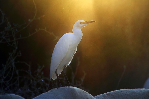 Wilde vogels midden in hun natuurlijke wereld en in vrijheid.