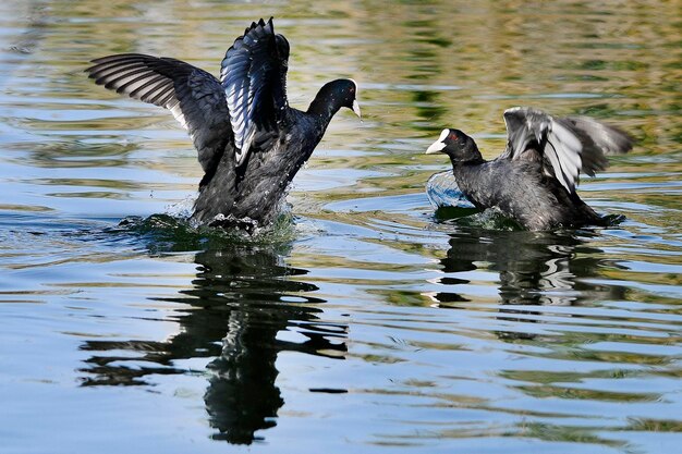 Wilde vogels midden in hun natuurlijke wereld en in vrijheid.