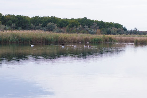 Wilde vogels op de rivier